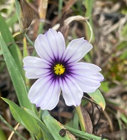 Sisyrinchum 'Dragons Eye'